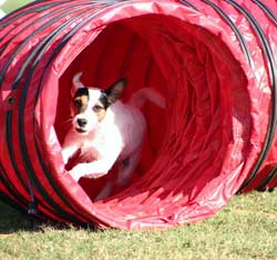 jack russell