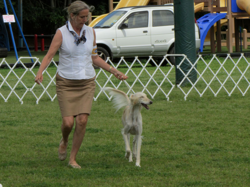 Saluki25_9893_3